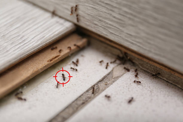 Best Wasp Removal Services  in Indian Harbour Beach, FL