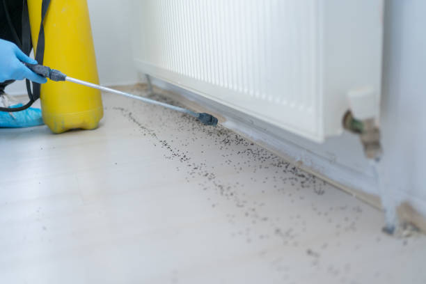 Best Pest Control Near Me in Indian Harbour Beach, FL